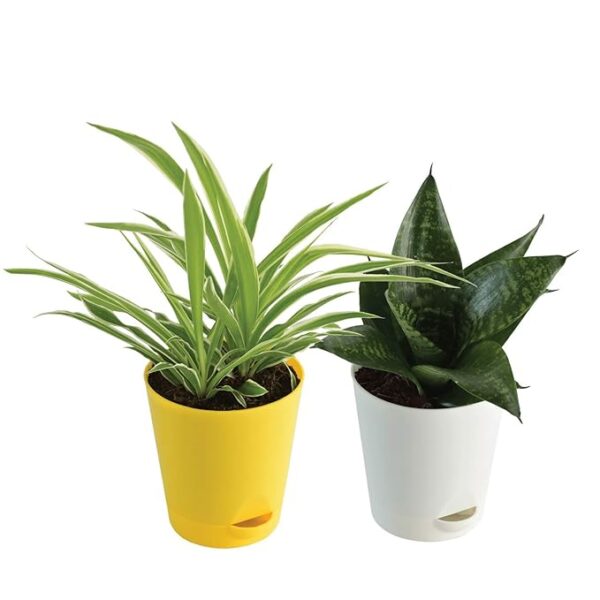 0S: Ugaoo Indoor Air Purifier Plants For Home With Pot - Spider Plant & Sanseveria Green