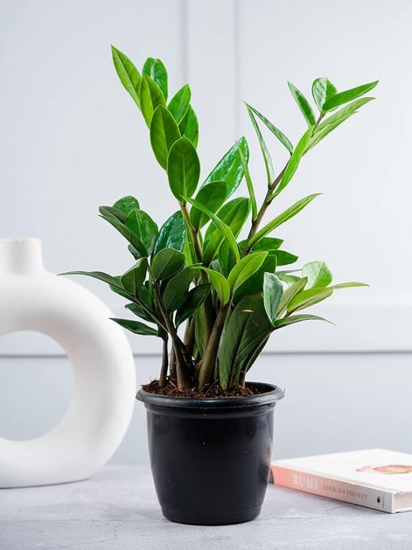 0S: Nurturing Green® Air Purifying Live Indoor ZZ Plant for Home in 4.5 Inch Wide Black Plastic Pot | Living Room Plants | Indoor Plants