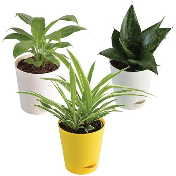 0S: Ugaoo Indoor Air Purifier Plants For Home With Pots - Spider Plant, Peace Lily, Sanseveria Green