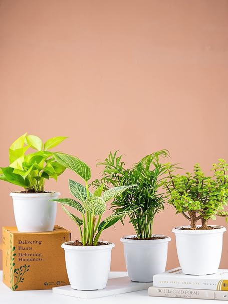 0S: Nurturing Green® Combo of 4 Air Purifying Indoor Plants in 4.5 Inch Wide White Plastic Pots for Home & Livingroom (Jade, Birkin, Palm & Golden Money Plant)